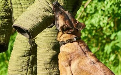 dog-attack-400×250